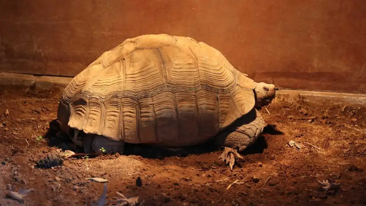 Antalya'da Lemurlar Sıcakta, Bukalemunlar Işıkta 3